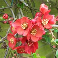Chaenomeles x superba Elly Mossell - Flowering Ornamental Quince