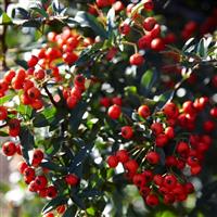 Pyracantha coccinea 'Red Cushion'
