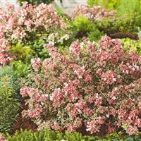 Abelia x grandiflora Magic Daydream