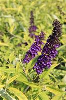 Buddleja davidii Magda's Gold Knight