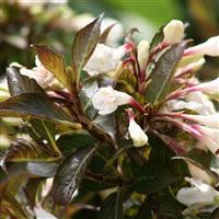 Weigela florida Black and White