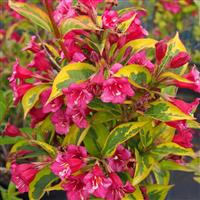 Weigela florida Moulin Rouge