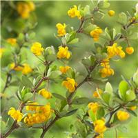 Berberis buxifolia 'Nana'