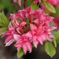 Azalea mollis Homebush - Knaphill Rhododendron