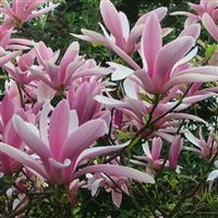 Magnolia hybrida George Henry Kern - Soft Pink Magnolia Tulip Tree