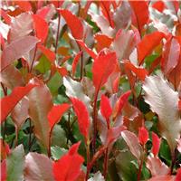 Large Photinia fraseri Red Robin Shrub