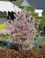Prunus nipponica var. kurilensis 'Brillant'