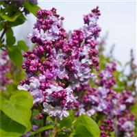 Fragrant Lilac - Syringa vulgaris Michael Buchner