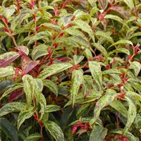 Leucothoe fontanesiana Makijaz - Switch Ivy