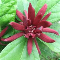 Calycanthus floridus - Carolina Allspice