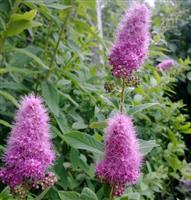 Spiraea douglasii