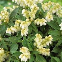 Pieris japonica Sarabande - Lily of the Valley Shrub