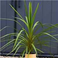 Cordyline Peko - circa 60cm tall