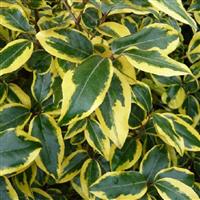 Elaeagnus ebbingei Vivileg