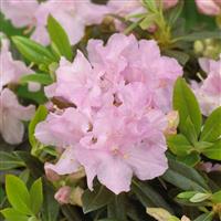 Rhododendron Robert Seleger