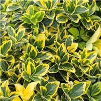 Euonymus japonica Aureomarginatus - Young Plant