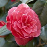 Camellia japonica Coquettii