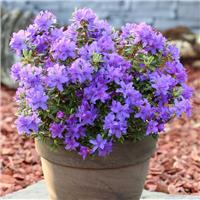 Rhododendron Purple Pillow