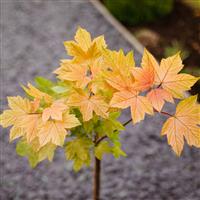 Acer pseudoplatanus 'Brilliantissimum'