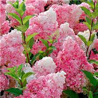 Hydrangea paniculata Vanilla Fraise - Vanilla Strawberry Hydrangea