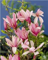 Magnolia Betty