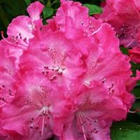 Rhododendron Germania - Rhododendron Hybrid