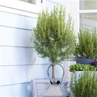 Rosmarinus officinalis - 80-100cm tall - Standard Rosemary Patio Tree
