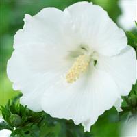 Hibiscus syriacus William R. Smith