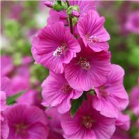 Lavatera x clementii Bredon Springs