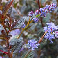 Ceanothus Tuxedo - Chocolate Leaf California Lilac