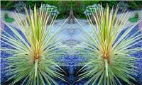 Cordyline Torbay Dazzler - Exotic Variegated Palm