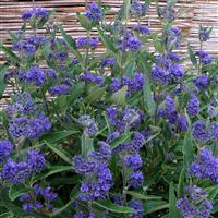 Caryopteris x clandonensis Thetis