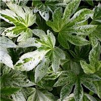 Fatsia japonica Spiders Web