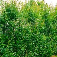 BULK PACK - Fast Growing Screening Willow - Salix hybrida - Pack of 50 circa 5ft tall