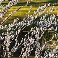 Salix hybrida Smithiana - Silky Leaved Pussy Willow