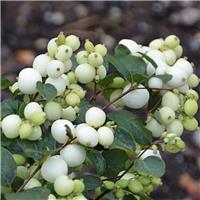 Symphoricarpos dorenborsii White Hedge - Snowberry
