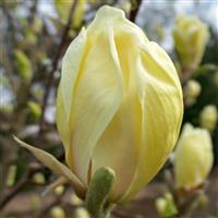 Magnolia Yellow Lantern