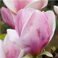Magnolia Cameo