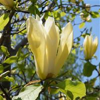 Magnolia Limelight