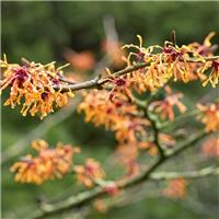 Hamamelis x intermedia Aphrodite - Witch Hazel