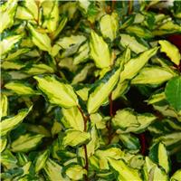 Elaeagnus ebbingei Maryline