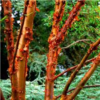 Acer griseum - Paperbark Maple - circa 4-5ft tall