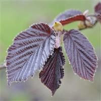 Corylus maxima purpurea - Purple Hazel