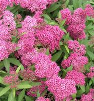 Spiraea japonica Anthony Waterer