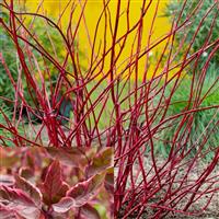 Cornus alba sibirca 'Miracle' - Red Stemmed Variegated Pink Flush Foliage Dogwood