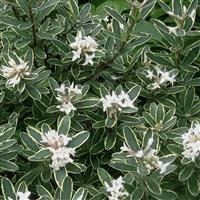 Daphne x transatlantica variegata - Eternal Fragrance variegated - Summer Ice Daphne - Evergreen