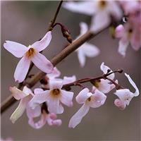 Forsythia - Abeliophyllum distichum Roseum - Pink Forsythia