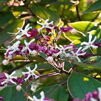 Clerodendrum trichotomum Fargesii - Large Specimen