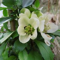 Chaenomeles japonica Rising Sun - Flowering Quince