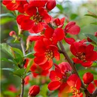 Chaenomeles x superba Red Trail - Flowering Quince
